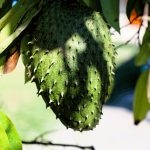 Annona muricata L. (Foto : Unsplash)