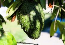 Manfaat Buah Sirsak Annona muricata L. (Unsplash)