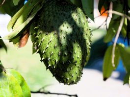 Annona muricata L. (Foto : Unsplash)