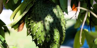 Annona muricata L. (Foto : Unsplash)