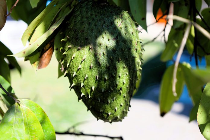 Annona muricata L. (Foto : Unsplash)
