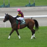 Perlombaan Mengevakuasi Kuda-Kuda Elite Dunia dari Perang Iran Kuda