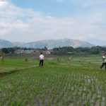 Jawa Barat Jadi Fokus, Kementan Perkuat Air dan Benih Hadapi Musim Kering