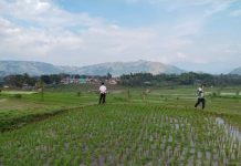 Jawa Barat Jadi Fokus, Kementan Perkuat Air dan Benih Hadapi Musim Kering