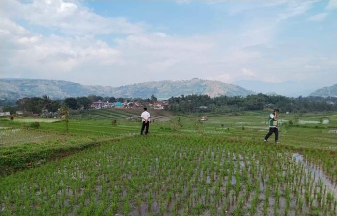 ProduksipadiJabar (1)