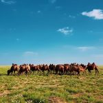 Menyelami Kehidupan Masyarakat Mongolia Saat Musim Semi