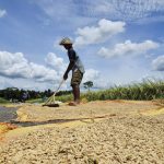 Krisis Pangan Global Mengintai, Mentan Tegaskan Pentingnya Kemandirian Nasional