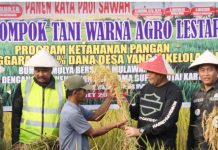 Stok Beras Tembus 4 Juta Ton, Ketahanan Pangan Kian Kuat