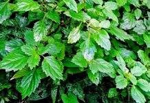 Tanaman Nilam (Foto : Adelady Thomas/Editor VM)