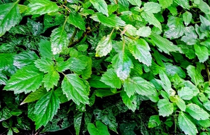 Tanaman Nilam (Foto : Adelady Thomas/Editor VM) Tanaman Nilam (Foto : Adelady Thomas/Editor VM)