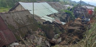 Pohon tumbang
