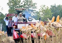 Presiden Prabowo Pimpin Panen Raya Jagung 1,23 Juta Ton, Sebagian Hasil Diekspor ke Malaysia Panen Raya