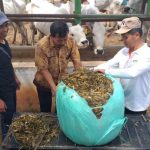 Bank Pakan Jadi Andalan, Kementan Jaga Ketersediaan Pakan Sepanjang Tahun