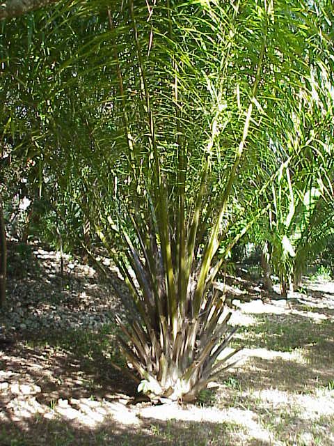 Elaeis_guineensis0