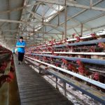 Kementan Genjot Produksi Indukan Ayam Lokal Unggul Hasil Riset Unhas