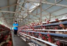 Kementan Genjot Produksi Indukan Ayam Lokal Unggul Hasil Riset Unhas