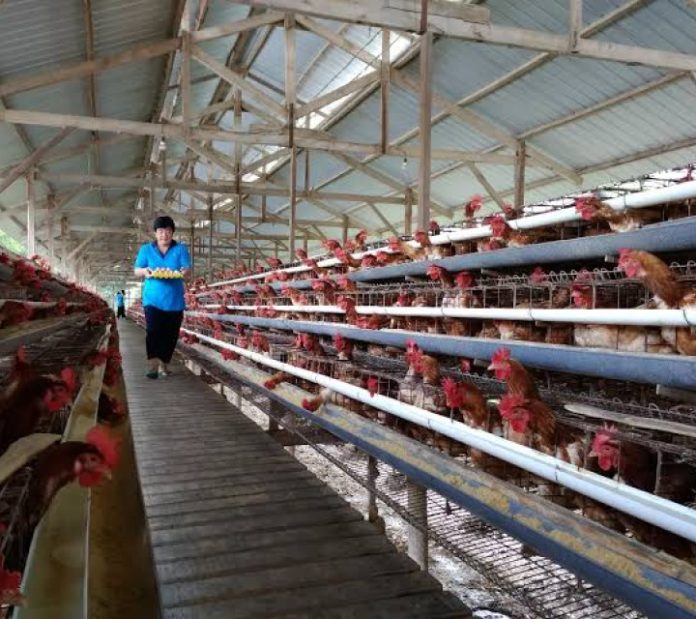 Pasokan Protein Hewani Nasional