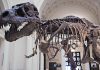 Fosil Tyrannosaurus Rex Terjual Rp815 Miliar, Cetak Rekor Dunia Tyrannosaurus rex Hell Creek Formation