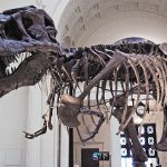 Fosil Tyrannosaurus Rex Terjual Rp815 Miliar, Cetak Rekor Dunia Tyrannosaurus rex Hell Creek Formation