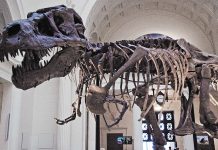 Fosil Tyrannosaurus Rex Terjual Rp815 Miliar, Cetak Rekor Dunia Tyrannosaurus rex Hell Creek Formation