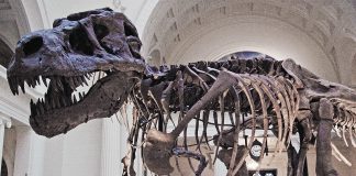 Tyrannosaurus rex Hell Creek Formation