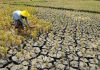 Seberapa Jauh Pemanasan Bumi Akan Berlanjut? Bumi Panas kekeringan