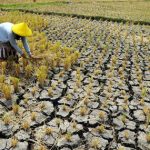 Super El Nino Resmi Terbentuk, Profesor BRIN: Intensitas Naik 0,1°C per Pekan, Indonesia Siaga Kekeringan dan Karhutla
