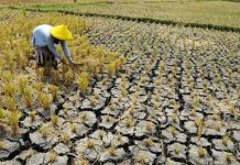 Super El Nino Resmi Terbentuk, Profesor BRIN: Intensitas Naik 0,1°C per Pekan, Indonesia Siaga Kekeringan dan Karhutla