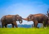 Ruang Hidup yang Diperebutkan Manusia dan Gajah Gajah Sri Lanka