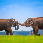 Ruang Hidup yang Diperebutkan Manusia dan Gajah Gajah Sri Lanka