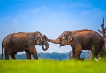 Ruang Hidup yang Diperebutkan Manusia dan Gajah Gajah Sri Lanka