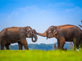 Gajah Sri Lanka