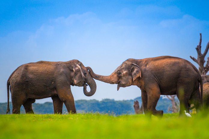 Gajah Sri Lanka
