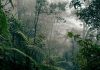 Menjaga Hutan, Menjaga Masa Depan Ekonomi Indonesia Hutan Indonesia