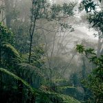 Menjaga Hutan, Menjaga Masa Depan Ekonomi Indonesia Hutan Indonesia