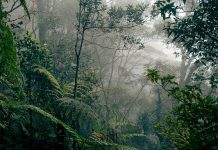 Hutan Indonesia
