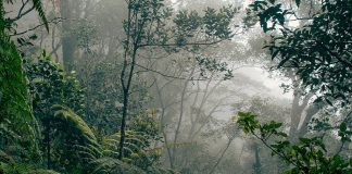 Hutan Indonesia