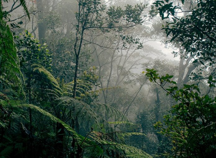 Hutan Indonesia Hutan Indonesia