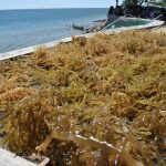 Rumput Laut dan Agar-Agar Indonesia Bebas Tarif Tambahan, Peluang Pasar AS Terbuka