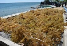 Rumput Laut dan Agar-Agar Indonesia Bebas Tarif Tambahan, Peluang Pasar AS Terbuka