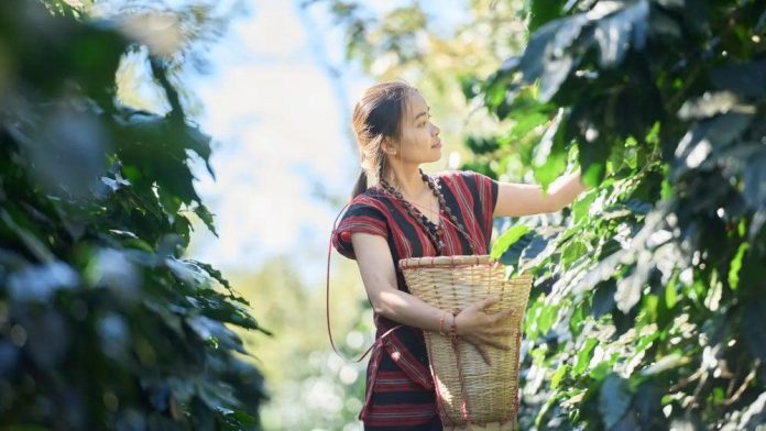 Iluatrasi Petani Kopi di Laos (Sumber prtimes)