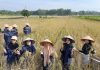 Pertanian Jadi Ladang Bisnis Generasi Muda, Alumni Untad Garap 300 Hektare