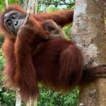Bayi Orangutan Lahir di Jantho, Bukti Sukses Rehabilitasi Satwa Liar