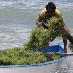Rempah, Rumput Laut hingga Sagu Dibidik Naik Kelas ke Pasar Global Rumput laut