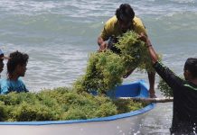 Rumput laut