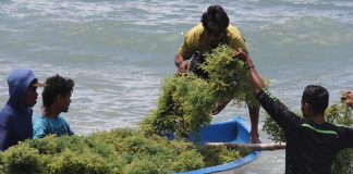 Rumput laut