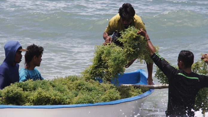 Rumput laut