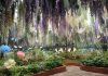 Menyusuri “Waterfall of Flowers” di Begonia Bird Park Gapyeong