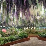 Menyusuri “Waterfall of Flowers” di Begonia Bird Park Gapyeong