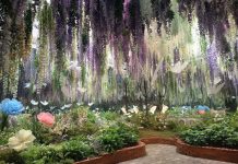 Menyusuri “Waterfall of Flowers” di Begonia Bird Park Gapyeong